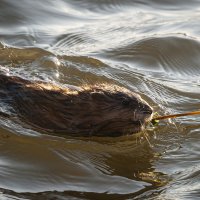Вода, свет и ондатра — идеальный союз. :: Вадим Басов Вода, свет и ондатра — идеальный союз. :: Вадим Басов