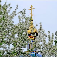 Яблони в цвету-какое чудо ! :: Михаил К