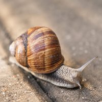 Виноградная улитка (Helix pomatia) :: Денис Бочкарёв