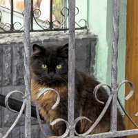 ... :: Светлана Ищенко ... :: Светлана Ищенко