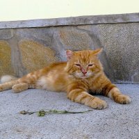 Бывалый :: Лариса С.