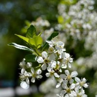 Цветёт вишня :: Владимир Помазан