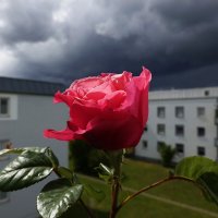 Кажется дождь начинается...... :: Галина 