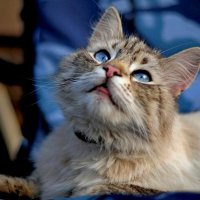 ...загляни в мои глаза...... :: Георгий Никонов ...загляни в мои глаза...... :: Георгий Никонов