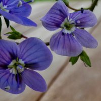 Gamander-Ehrenpreis (Veronica chamaedrys), :: Heinz Thorns