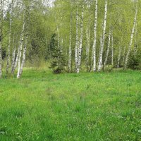 В весеннем лесу :: Татьяна Тюменка