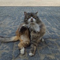Монастырский котик :: Andrew 