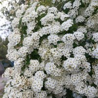 Красота весны :: Татьяна Пальчикова