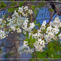 Весна 26 :: Владимир Кроливец