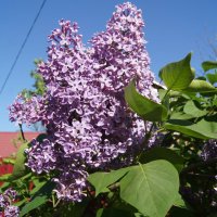 Сирень :: Глеб 