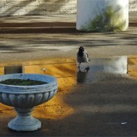 вороньи термы :: sv.kaschuk 