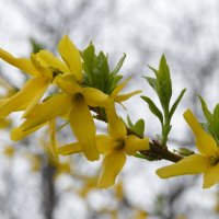 Форзиция :: Надежда Куркина 