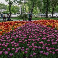 Тюльпаны в Петровском сквере :: Татьяна Машошина