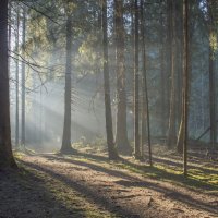 Утро в еловом лесу...... :: Юрий Цыплятников Утро в еловом лесу...... :: Юрий Цыплятников