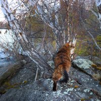 Мотя выходит на вечернюю охоту :: Галина Ильясова Мотя выходит на вечернюю охоту :: Галина Ильясова