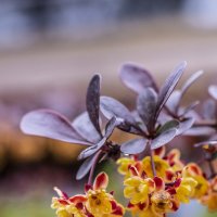 Цветение :: Natali Цветение :: Natali