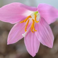 *** :: Виктор Иванович Чернюк *** :: Виктор Иванович Чернюк