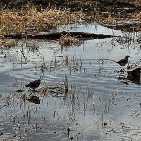 Май...Встретила река....мусором! :: Владимир 