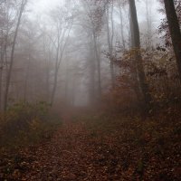 Утро туманное... :: igor G. Утро туманное... :: igor G.
