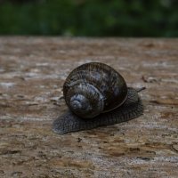 Ulitka :: Natali 