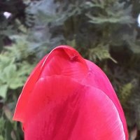 Тюльпан :: Наталья Герасимова Тюльпан :: Наталья Герасимова