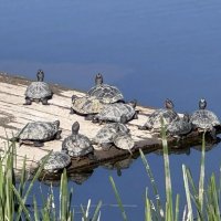 на прогреве :: Сеня Белгородский