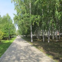 берёзовая роща :: Елена Шаламова берёзовая роща :: Елена Шаламова
