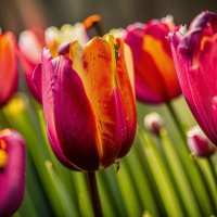 ЦВЕТЫ     сорт  Tulipa New Santa :: МАРИЯ ПОПОВА