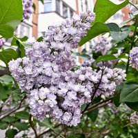 Сирень у дома :: Татьяна Тюменка Сирень у дома :: Татьяна Тюменка