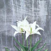 Такие разные тюльпаны. :: Ольга Такие разные тюльпаны. :: Ольга