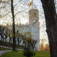 Клумба с Анютиными глазками у дворца :: Анастасия Белякова