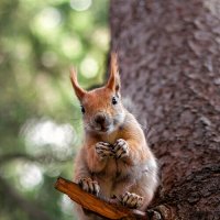 грызунчик :: Антон Лихач грызунчик :: Антон Лихач