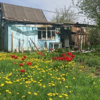Одуванчики и тюльпаны :: Gen Vel Одуванчики и тюльпаны :: Gen Vel