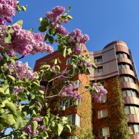 Сирень у дома :: Любовь Сирень у дома :: Любовь