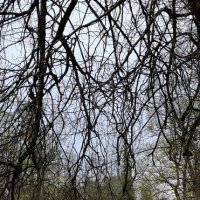 Свежая зелень :: Хватова Марина 