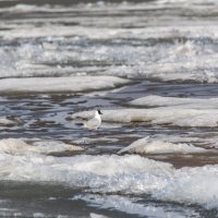 По весеннему Амуру :: Виктор Иванович Чернюк По весеннему Амуру :: Виктор Иванович Чернюк