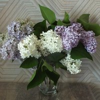 Сирень :: Зоя Мишина Сирень :: Зоя Мишина