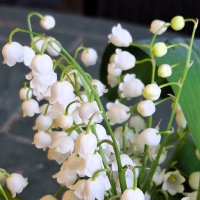 Ландыши :: Наталья 