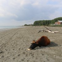 Вечер на расслабоне :: Ольга 