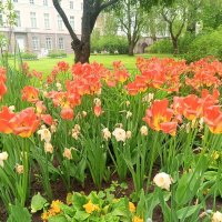 Тюльпаны :: Сапсан Тюльпаны :: Сапсан