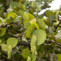 Nature of Panama :: Анастасия Фотографовна