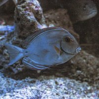 Кого-то эта рыбка мне напоминает... :: Анастасия Фотографовна Кого-то эта рыбка мне напоминает... :: Анастасия Фотографовна