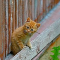 младший брат... :: Andrey Bragin младший брат... :: Andrey Bragin