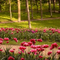 Тюльпаны расцвели :: Анастасия Белякова