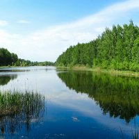 Природа в конце мая (репортаж из поездок по области). :: Милешкин Владимир Алексеевич Природа в конце мая (репортаж из поездок по области). :: Милешкин Владимир Алексеевич
