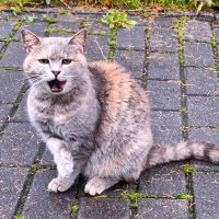 кот :: Наталья 