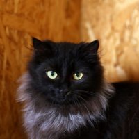 *** :: Андрей Л. В. *** :: Андрей Л. В.