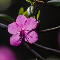 Прекрасный миг :: Виктор Иванович Чернюк Прекрасный миг :: Виктор Иванович Чернюк