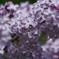 Сирень :: Наталия Григорьева