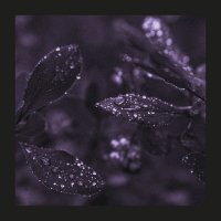 Лист и капли :: Илья Шенгелия